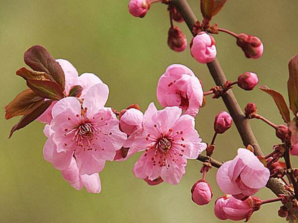 ����������÷��Nֲ����?