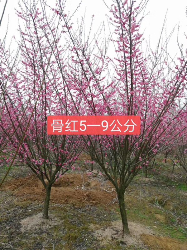 5公分紅梅