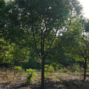 香樟樹批發(fā)