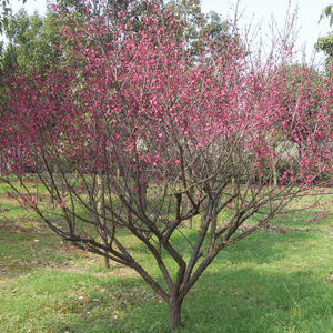 紅梅苗木批發(fā)