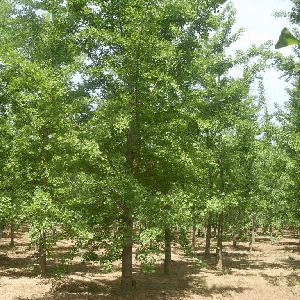 銀杏樹批發(fā)