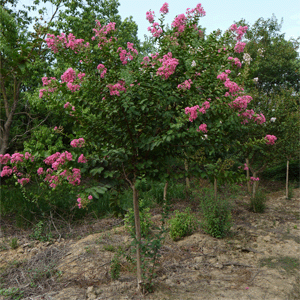 紫薇樹批發(fā)