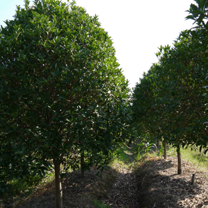 桂花樹批發(fā)