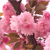 櫻花供應(yīng)商