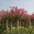 紫薇樹供應(yīng)商