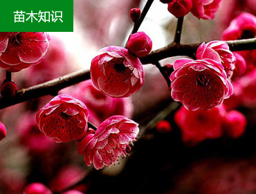 �t÷��(sh��)��ľ֪�R(sh��)