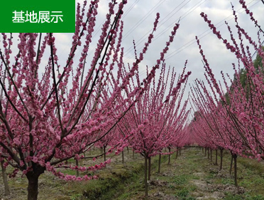 �t÷��(sh��)�Nֲ����