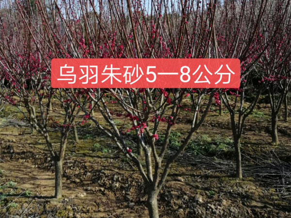 5-8���֞�����ɰ�t÷