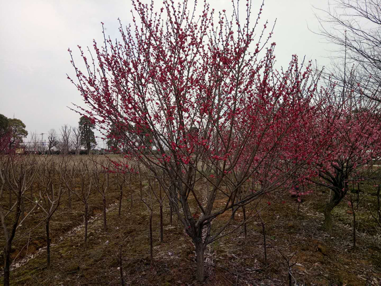 8������ɰ�t÷