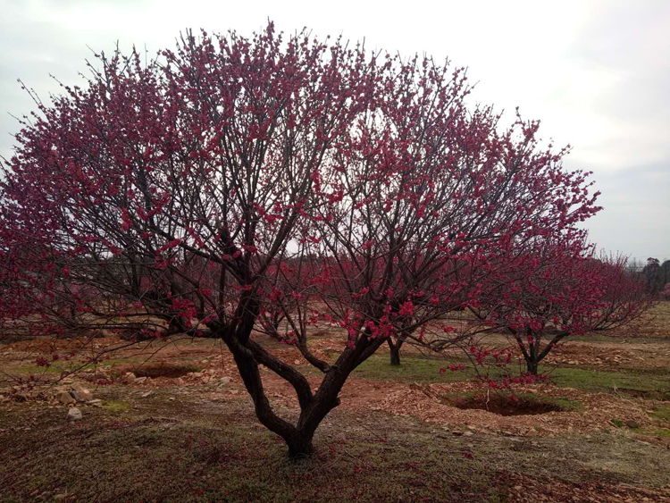 22������ɰ�t÷��(sh��)