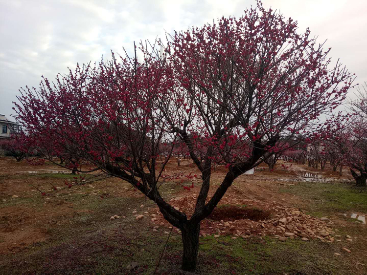 22������ɰ�t÷��