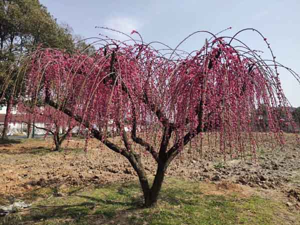 ��֦�t÷��