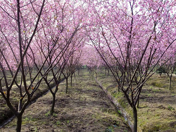 5����ԭ���t÷���l(f��)�r��?