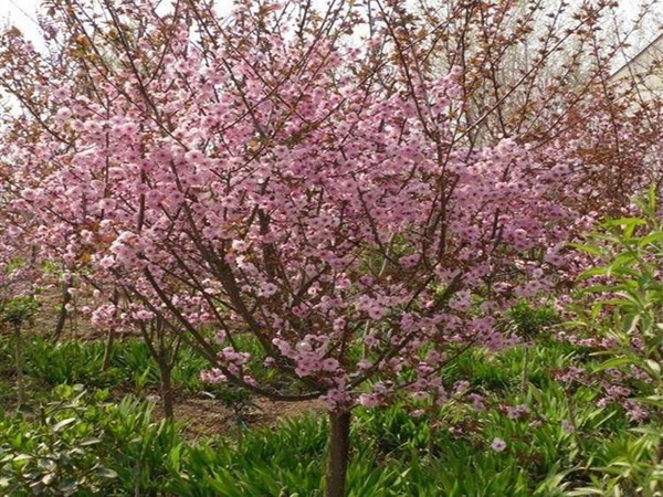 8��������÷