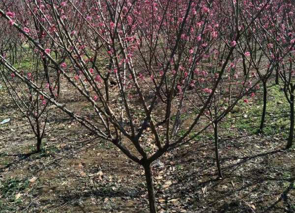 �t÷�Nֲ����