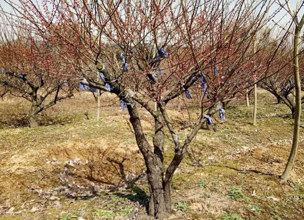 �t÷�Nֲ����