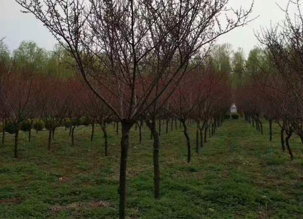 �t÷�Nֲ����