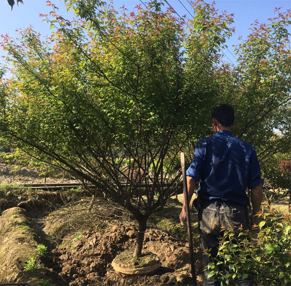 �L�d�ֳ�ȫ�ѾG����ľ��9���ֹ���t�t÷��؛��