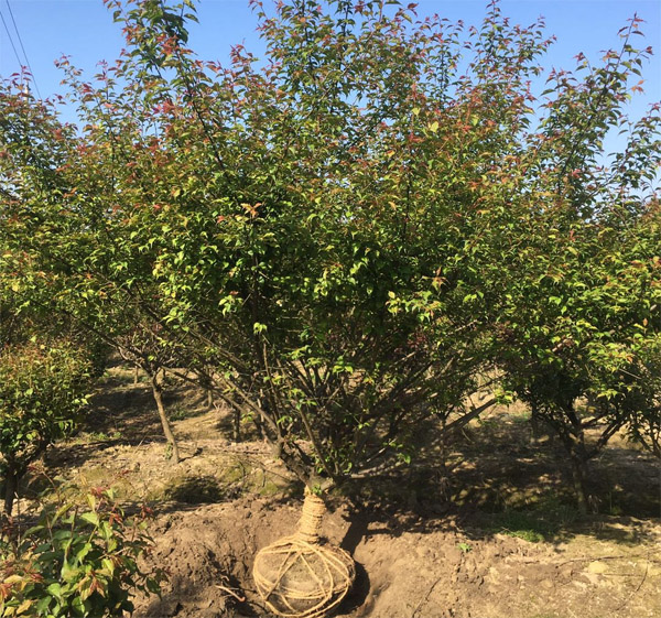 �L�d�ֳ�ȫ�ѾG����ľ��9���ֹ���t�t÷��؛��