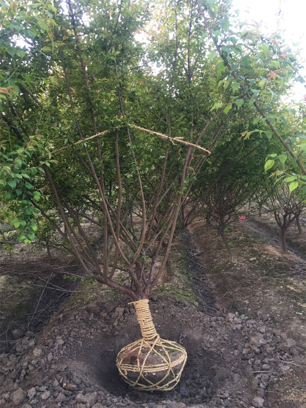 �L�d�ֳ�ȫ�ѾG����ľ��9���ֹ���t�t÷��؛��