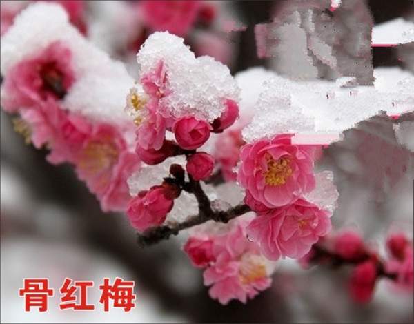 ����t÷��