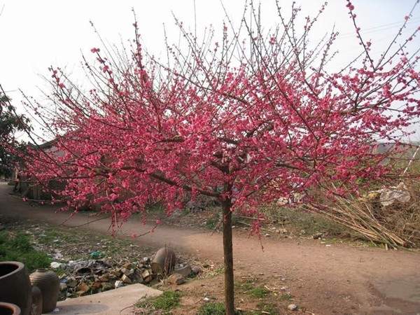 5����ԭ���t÷���l(f��)�r��?