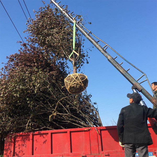 �L�d�ֳ�ȫ�ѾG����ľ��9���ֹ���t�t÷��؛��