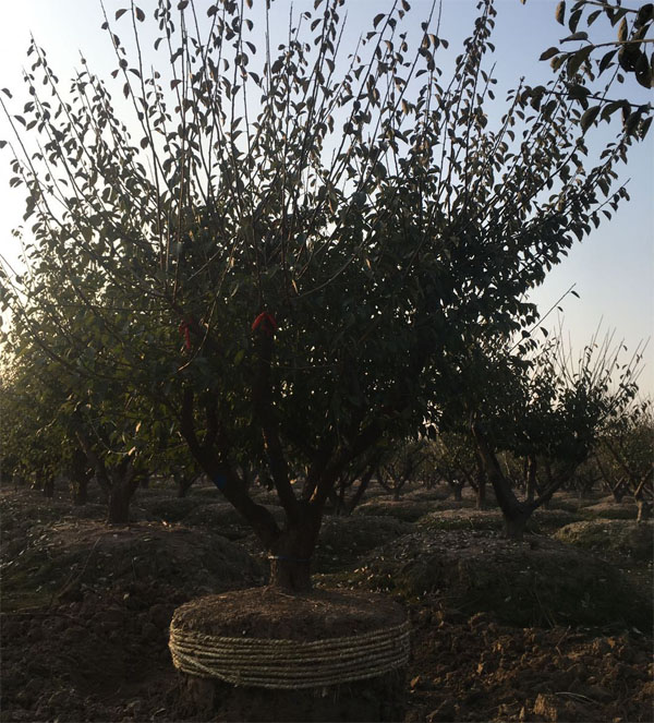 JƷ����20-30���ּt÷�l(f��)������