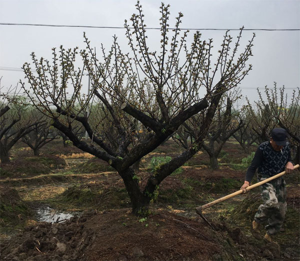 20���ּt÷���x�������L�dȫ�Ѽt÷�乩��(y��ng)�̹������R�ژ���