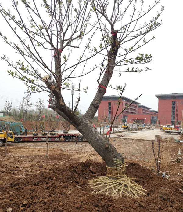 20���ּt÷���ڹ����������ꮅ