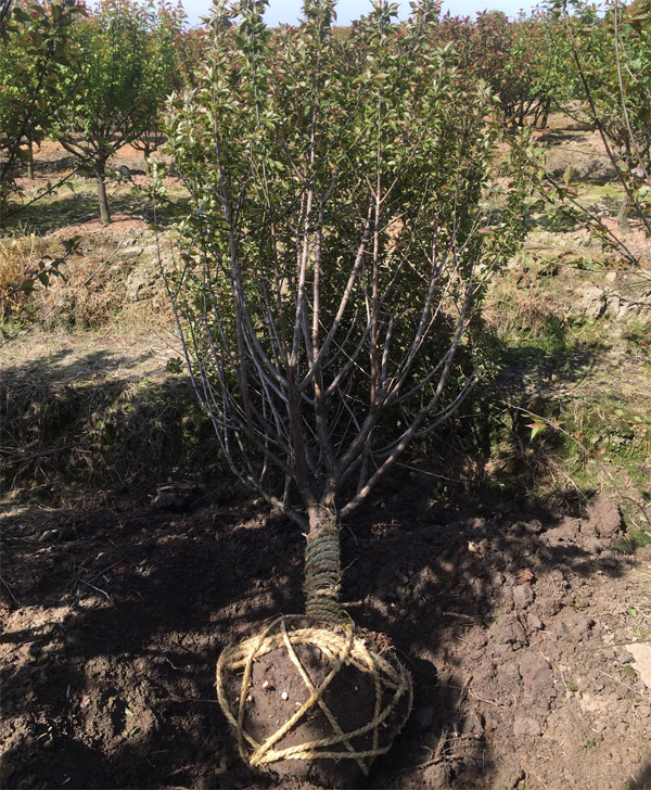 103��7���־G��÷����ɰ�t÷������÷����b܇�l(f��)؛ɽ�|