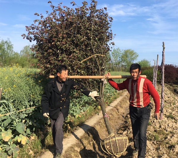 103��7���־G��÷����ɰ�t÷������÷����b܇�l(f��)؛ɽ�|