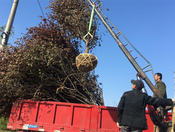 103��7���־G��÷����ɰ�t÷������÷����b܇�l(f��)؛ɽ�|