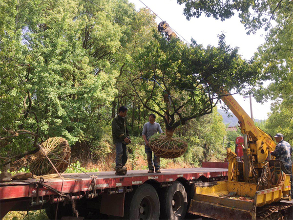 13-15���ּt÷��(sh��)�l(f��)؛����