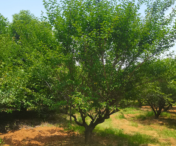 15���ּt÷��