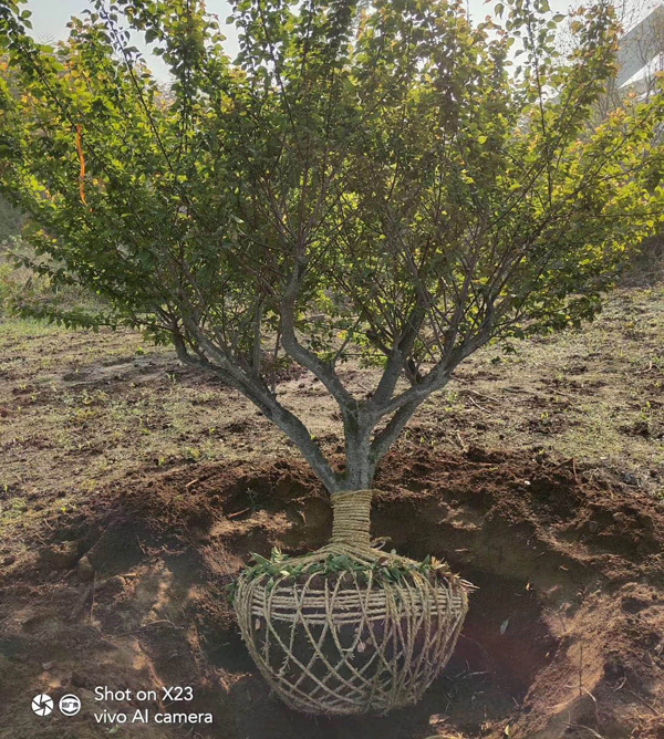 15���ּt÷�����l(f��)��������ĺ�?