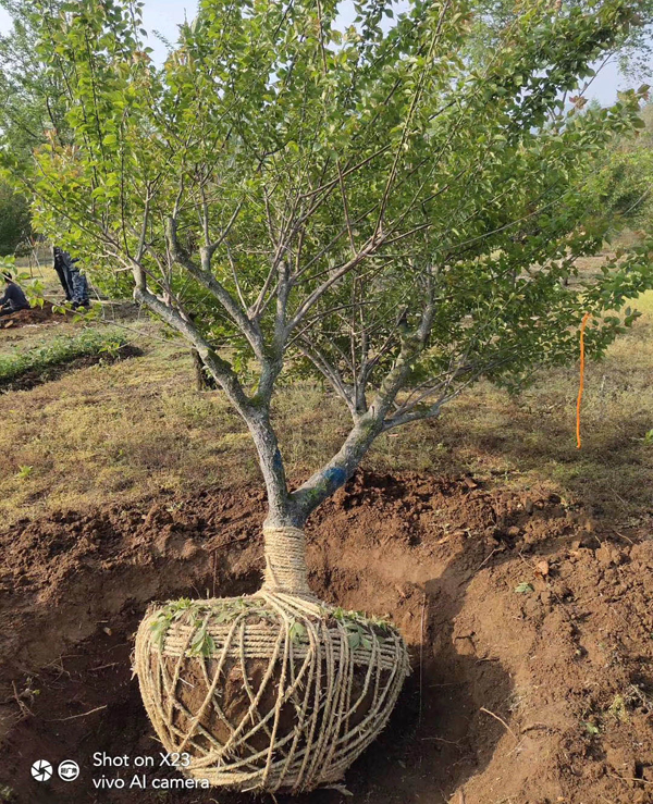 15���ּt÷�����l(f��)��������ĺ�?