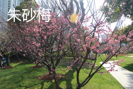 ��ɰ÷�c����t÷�ą^(q��)�e