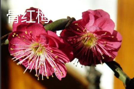 ��ɰ÷�c����t÷�ą^(q��)�e