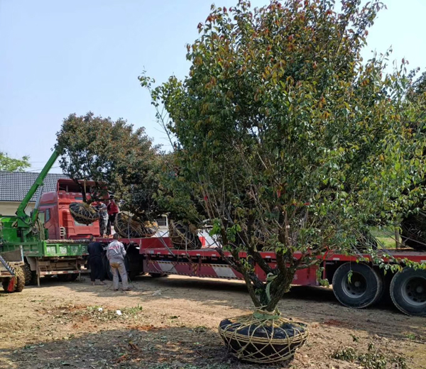 25������ɰ÷�l(f��)؛һ܇(ch��)