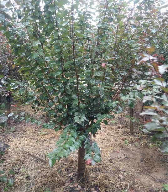 ����7����8��������÷�r�񹫲�