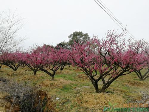 �����t÷����