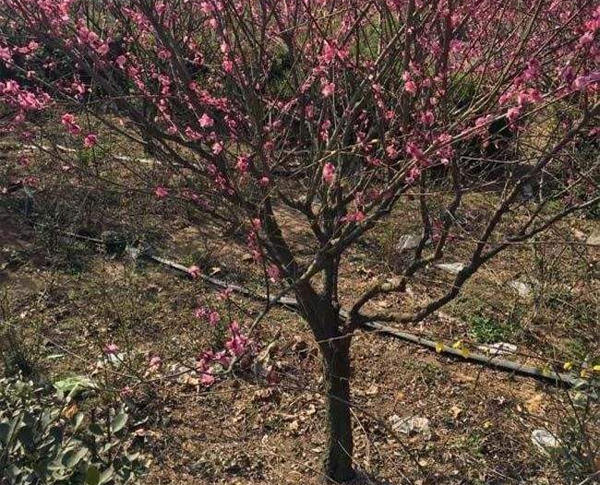 11���ֹ���t÷