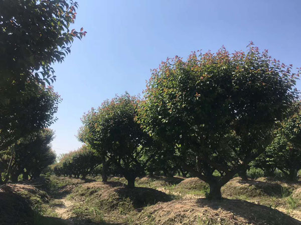 30���ּt÷�����