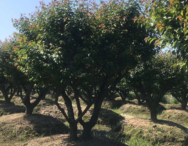 20���ּt÷�����