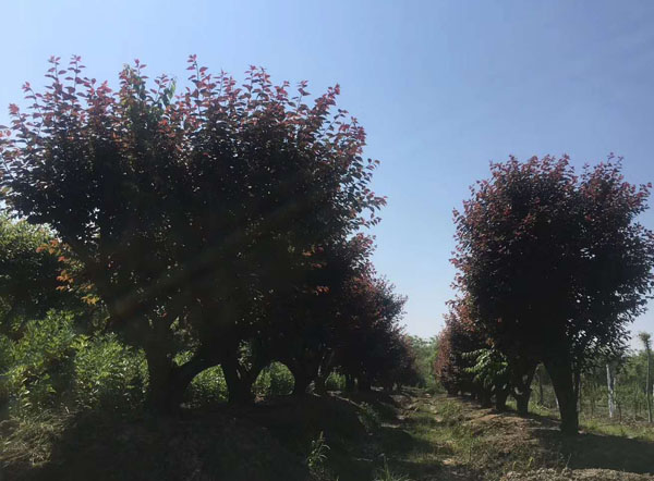 30��������÷����