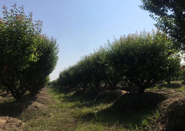 15���ּt÷�����