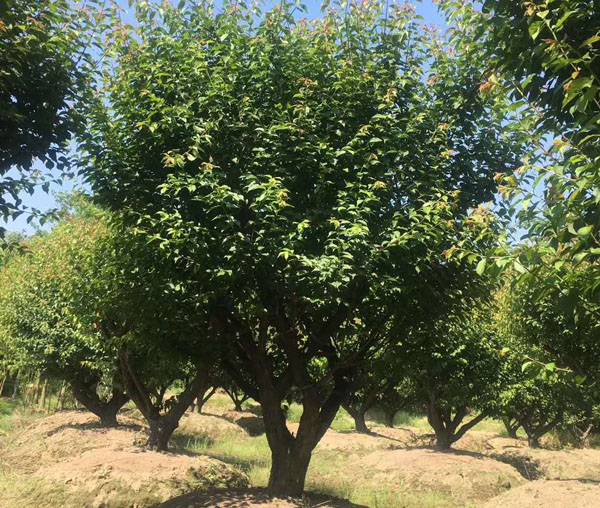 25���־G��÷