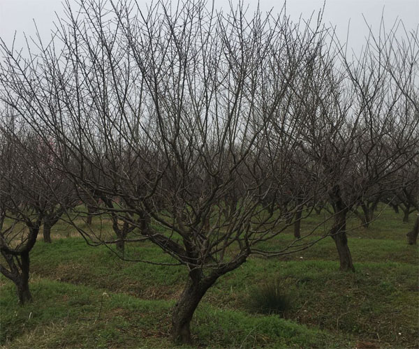 ԭ���t÷�����