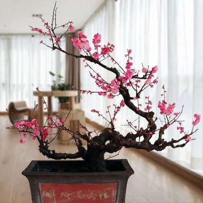 ����ԭ���t÷